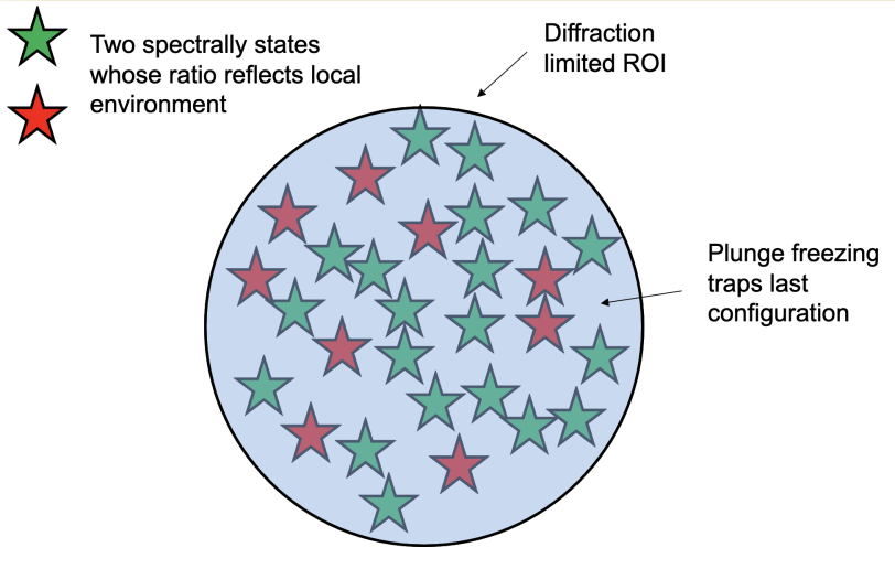 Freezing traps biosensors in their photophysical state