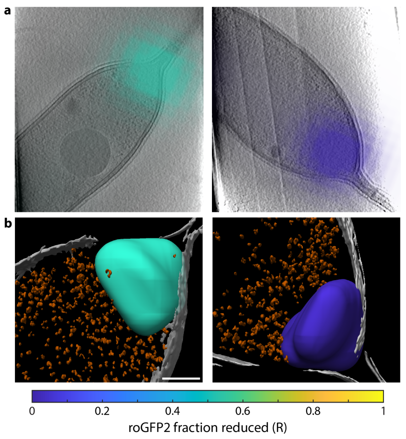 Example of biosensor cryogenic CLEM