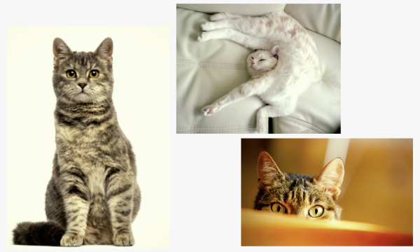 ML-based cat reconstruction