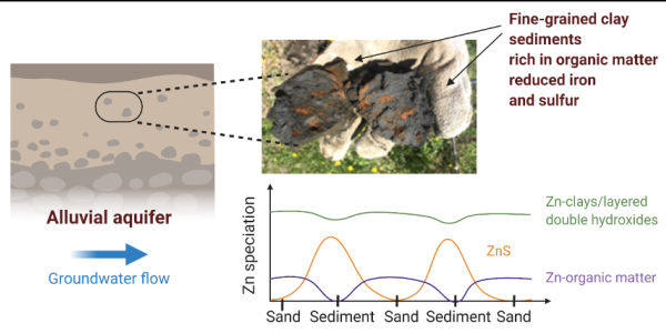 Fine-grained clay sediments rich in organic matter reduced iron and sulfur