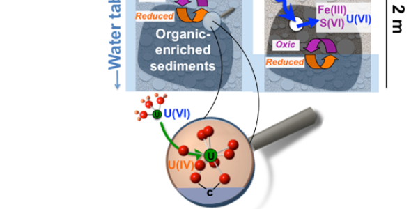 Anoxic organic enriched sediments.