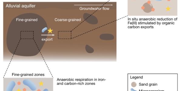 Schematic illustration of the export of microorganisms and organic carbon substrates from a fine-grained into the coarse-grained zone of an aquifer.