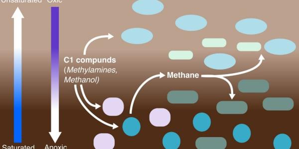 Floodplain microorganisms