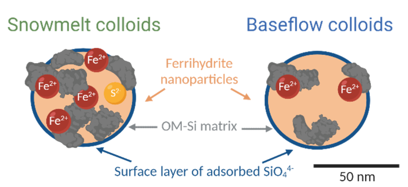 Schematic illustration of the snowmelt versus baseflow colloidal assemblage