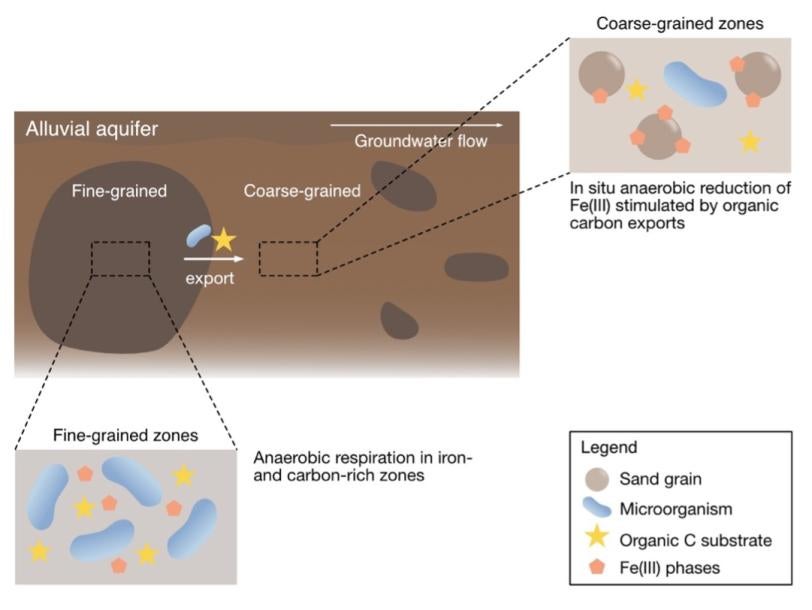 Schematic illustration of the export of microorganisms and organic carbon substrates from a fine-grained into the coarse-grained zone of an aquifer.