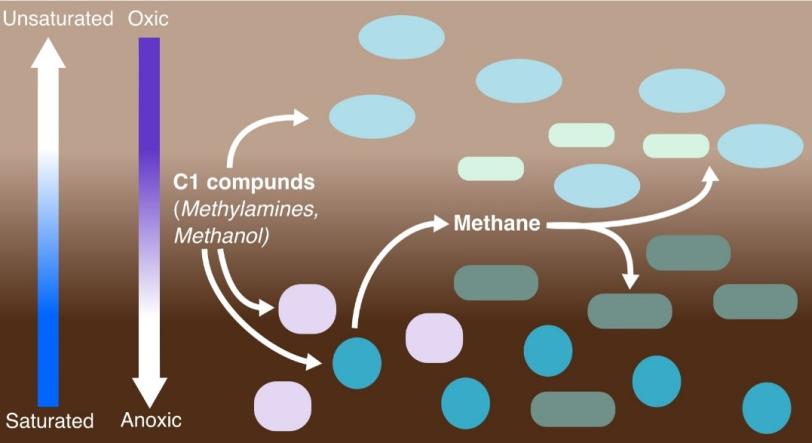 Floodplain microorganisms