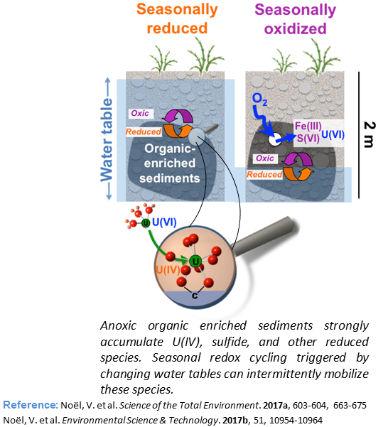 Anoxic organic enriched sediments.