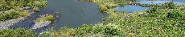 Landscape of green grass and ponds. 