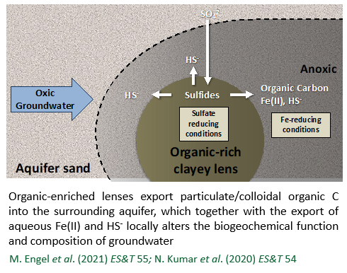 Organic-enriched lenses export particulate/colloidal organic C into the surrounding aquifer