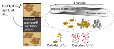 Reduced sediment high U(IV) content