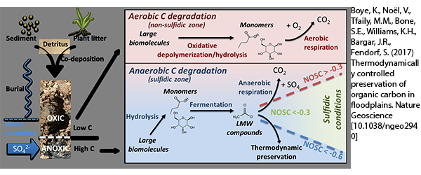 A chart of the anaerobic C degradation in sulfidic and non-sulfidic zones