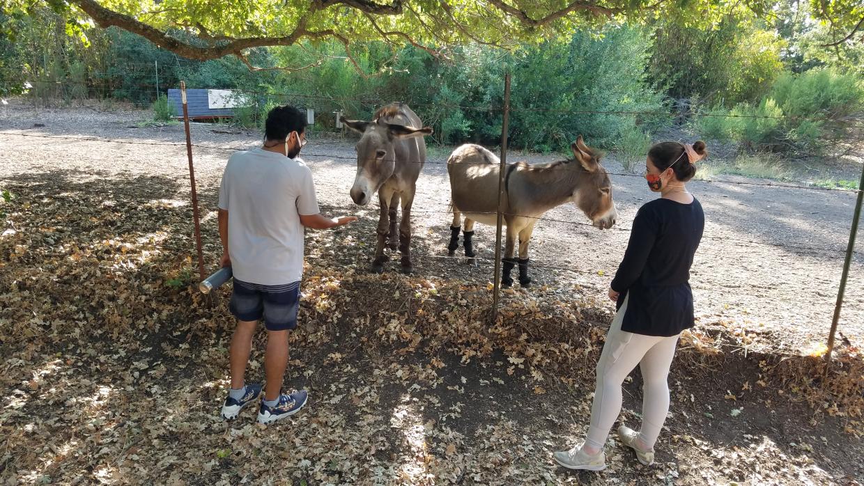 man and woman looking at two donkeys